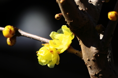 春の芽吹き