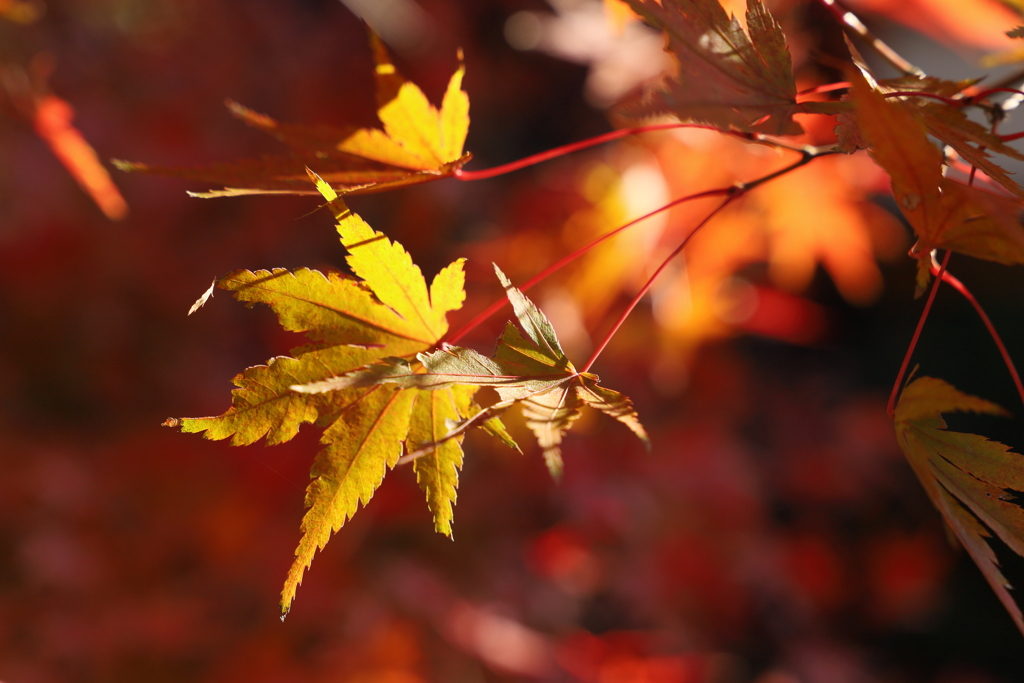 ざ・紅葉
