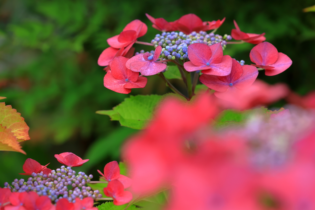 額紫陽花