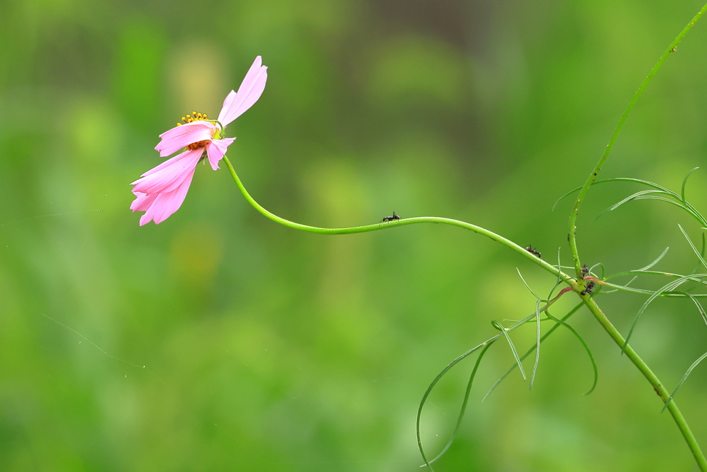 蜜を求めて