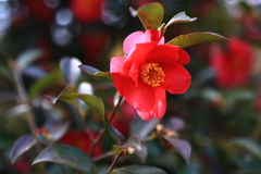 山茶花