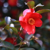 山茶花