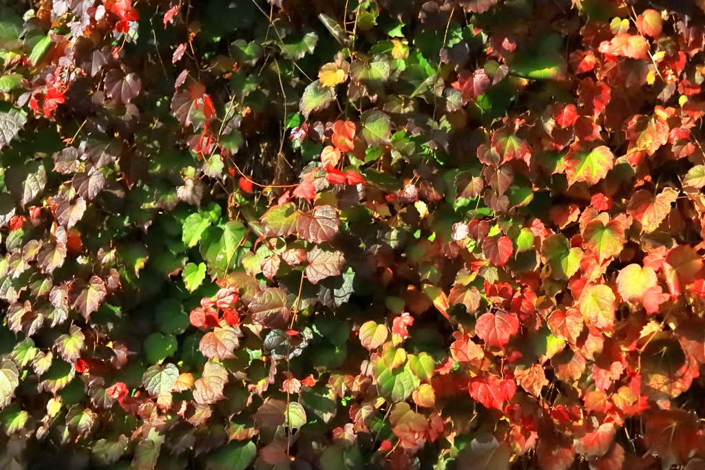 ツタの紅葉