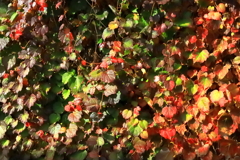 ツタの紅葉