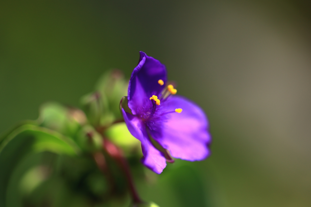 ムラサキツユクサ