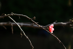 紅一点