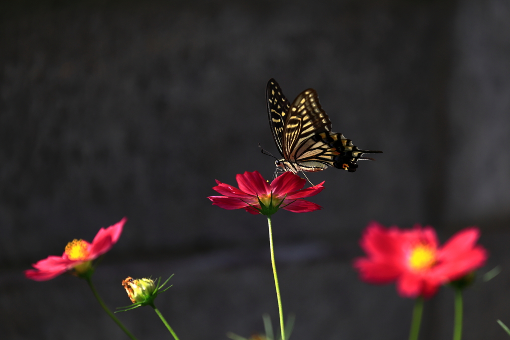 花と蝶