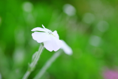道端の花