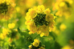 菜の花