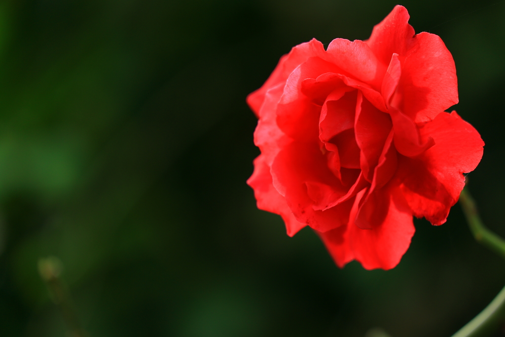 薔薇