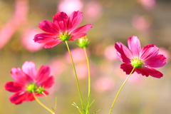 秋桜