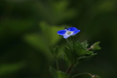 道端の花