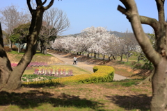 綺麗ね