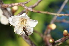蜜を求めて