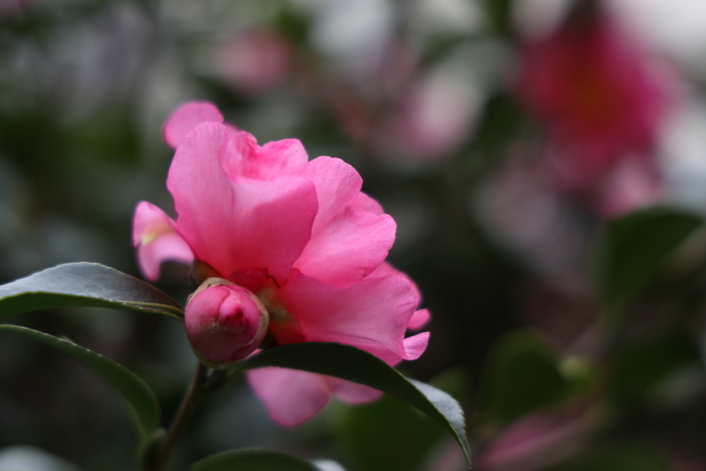 山茶花・ピンク