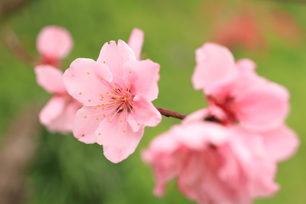 桜
