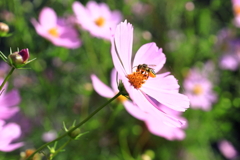 花粉にまみれて