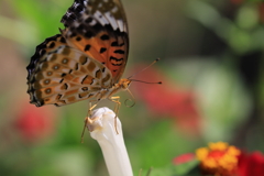 ツマグロヒョウモンチョウの休憩