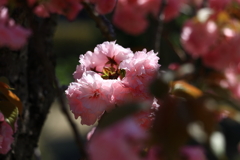 春の日差し