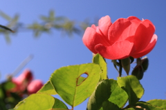 薔薇