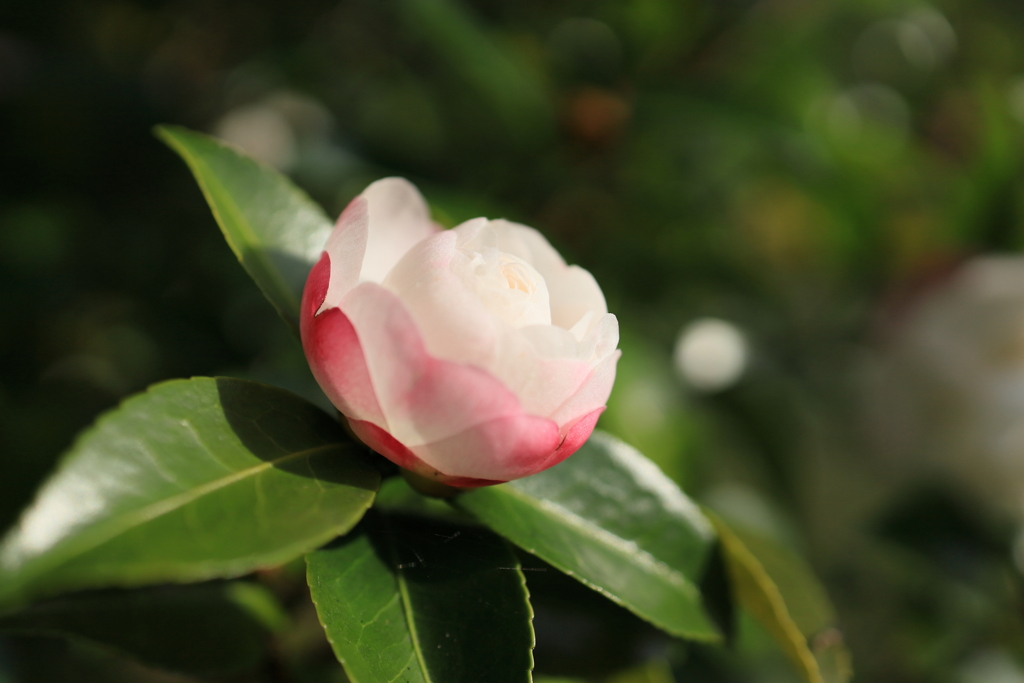 山茶花