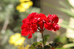 深紅
