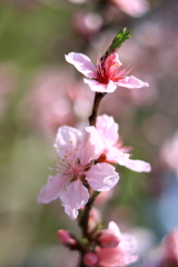 桃の花・Ⅱ