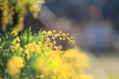 芽吹き