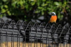 春を待つジョウビタキ