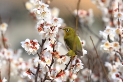 頂きます