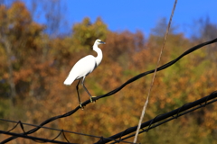 白鷺の綱渡り