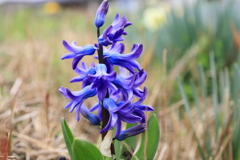 可憐な花