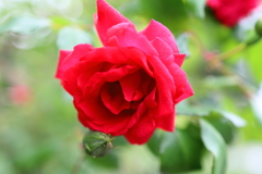 ５月の薔薇