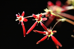 大文字草