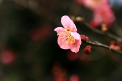 紅梅