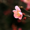 紅梅