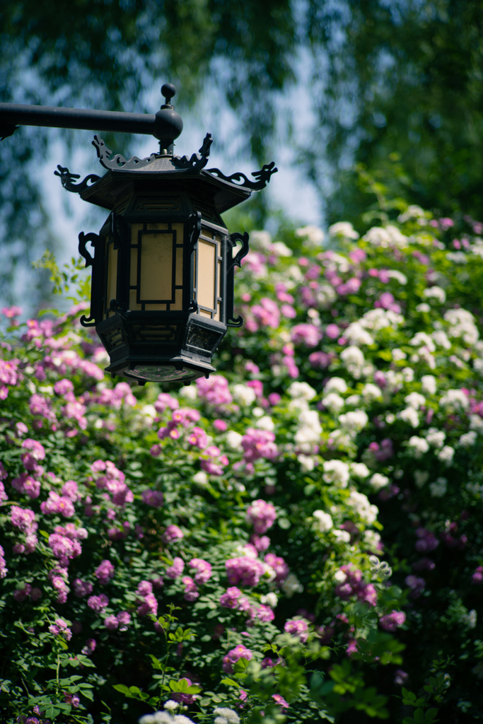 薔薇の壁