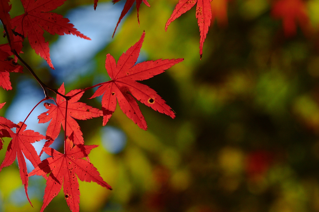 紅葉