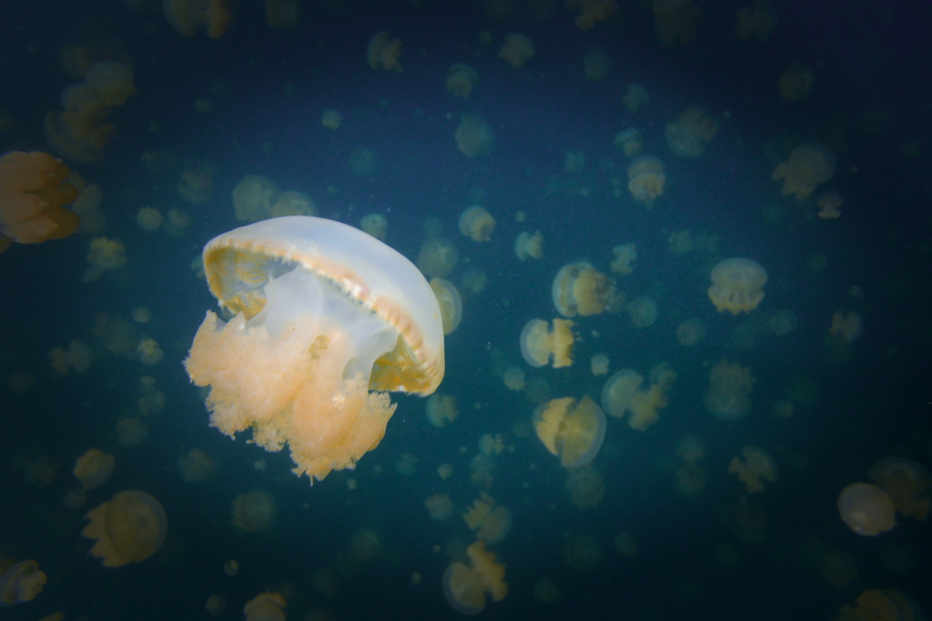 Jelly Fish Lake