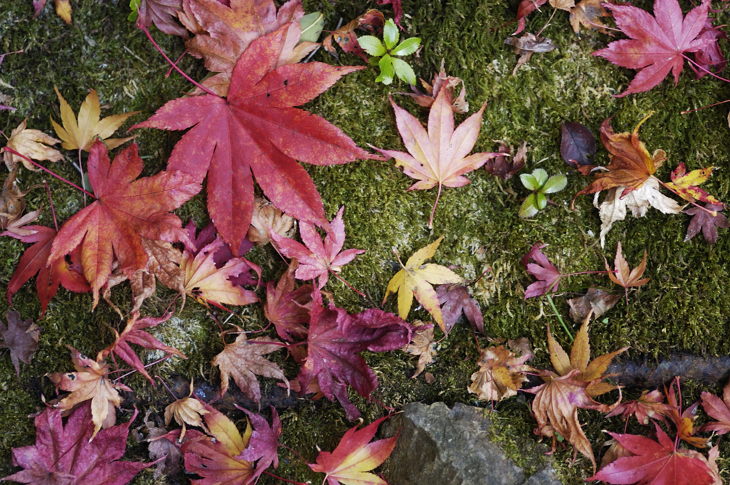 紅葉