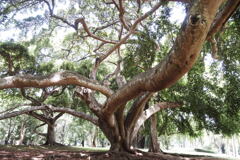 Complex Tree