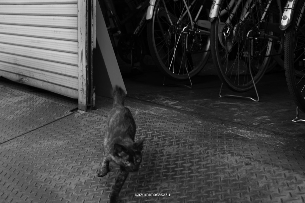 8 CAT DSF4345 ©izumimasakazu