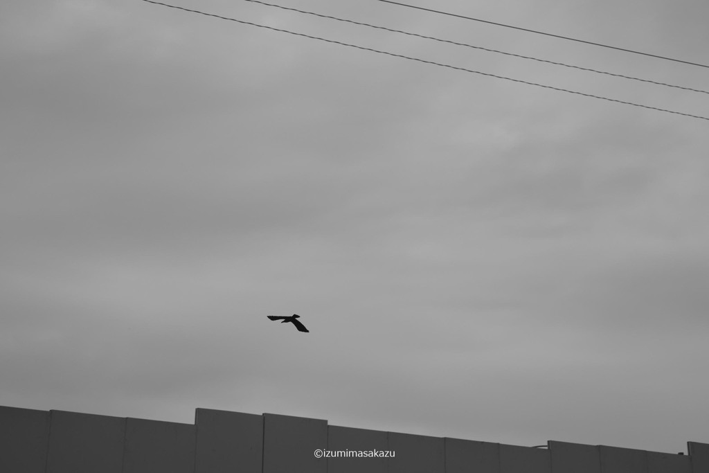 2 BIRD DSF0697 ©izumimasakazu