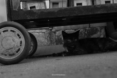 7 CAT DSF4345 ©izumimasakazu