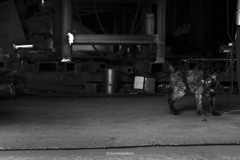 9 CAT DSF4345 ©izumimasakazu