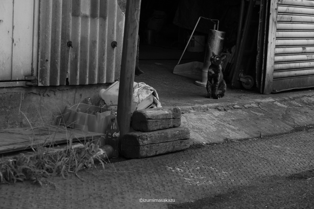 5 CAT DSF4345 ©izumimasakazu