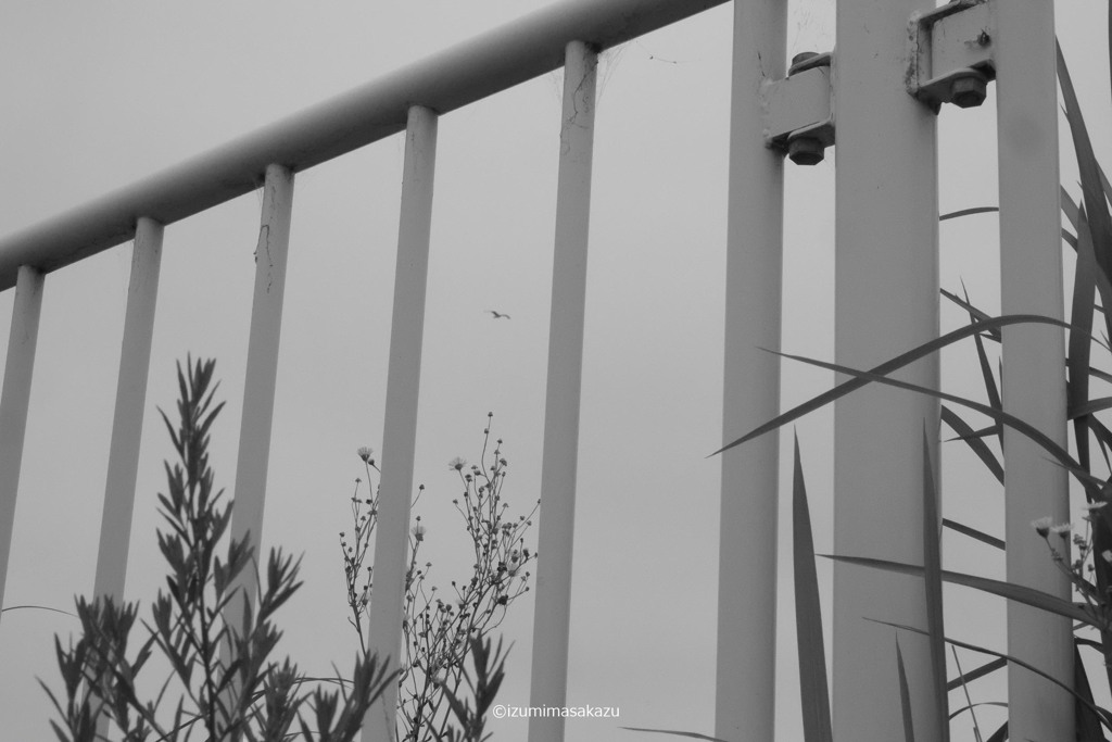 1 BIRD DSF3520 ©izumimasakazu