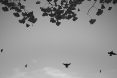 3 BIRD DSF1953 ©izumimasakazu