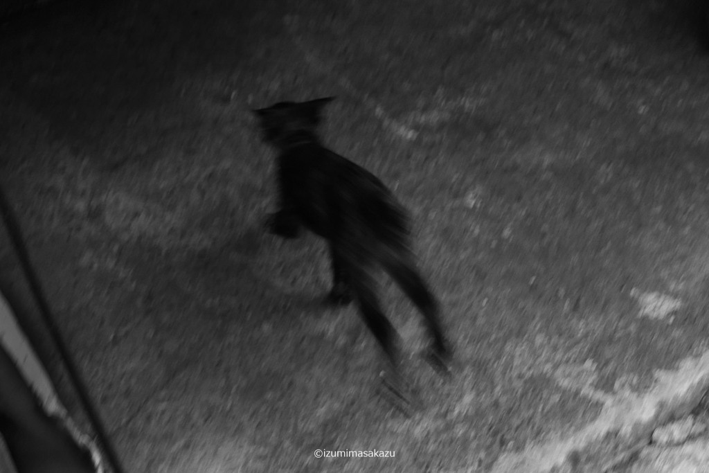 10 CAT DSF4345 ©izumimasakazu