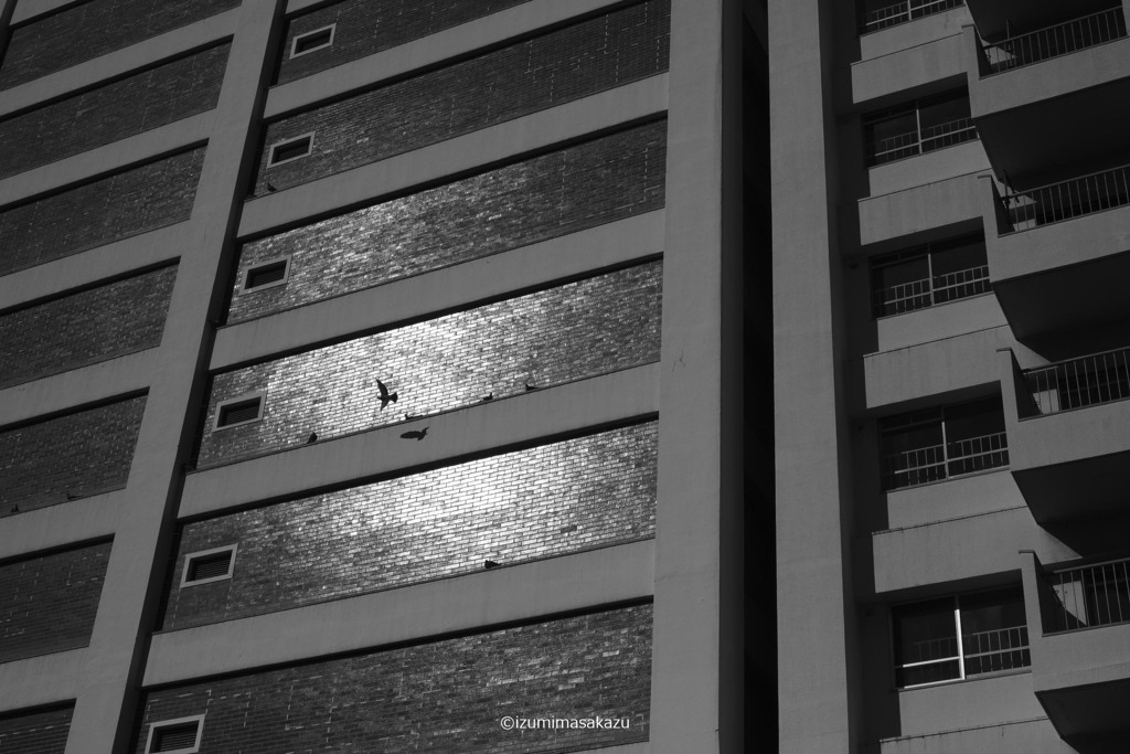 4 BIRD DSF8351 ©izumimasakazu